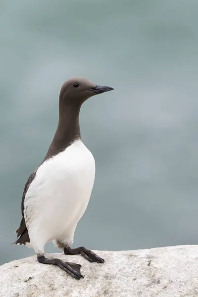 Обыкновенный Guillemot Uria Aalge Взрослый Стоящий Скале Великий Солет Солти — стоковое фото