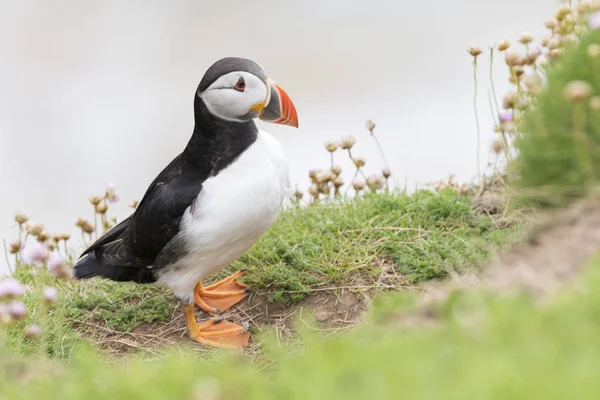 Atlantic Puffin Fratercula Arctica Adult Standing Sea Cliff Amongst Flowering — Stock Photo, Image