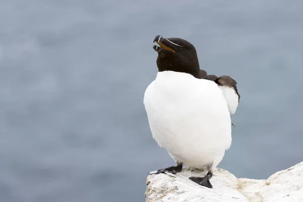 Gewone Alk Alca Torda Volwassene Staande Rots Van Kustplaats Cliff — Stockfoto