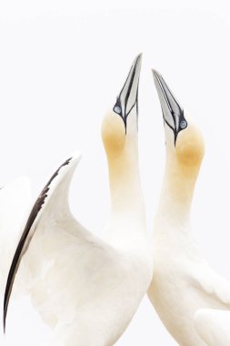 Kuzey Gannet (Morus bassanus) Yetişkin çifti, görüntüleniyor, büyük Saltee, Saltee Islands, Irlanda