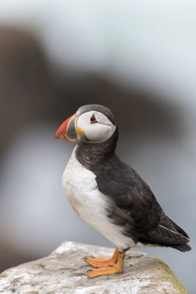 Atlantic Puffin Fratercula Arctica Dorosły Stojący Skale Nadmorskiego Urwiska Great — Zdjęcie stockowe