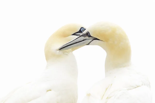 Northern Gannet Morus Bassanus Volwassen Paar Weergeven Verzorgen Great Saltee — Stockfoto