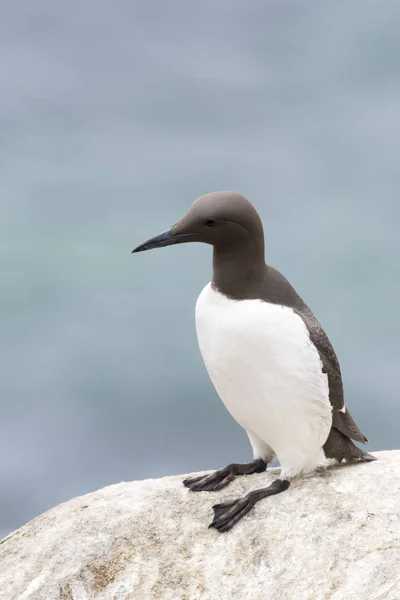 Guillemot Duvet Uria Aalge Adulte Debout Sur Rocher Grand Salé — Photo