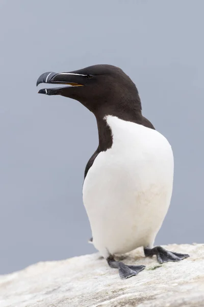 Razorbill Alca Torda Adulto Pie Sobre Roca Acantilado Costero Gran —  Fotos de Stock