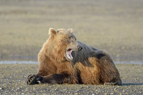 Orso Grizzly Ursus Arctos Horribilis Sdraiato Sbadigliante Sulla Spiaggia Costiera — Foto Stock
