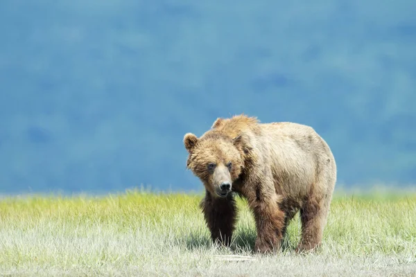 Niedźwiedź Grizzly Ursus Arctos Przerażbilis Stojący Trawie Park Narodowy Katmai — Zdjęcie stockowe