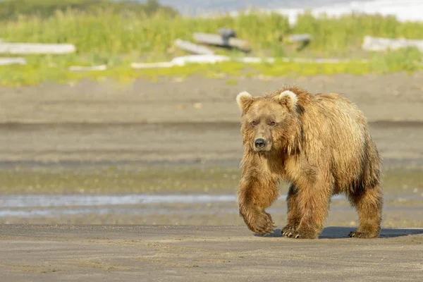 Медведь Гризли Ursus Arctos Horrifs Гуляющий Прибрежному Пляжу Национальный Парк — стоковое фото