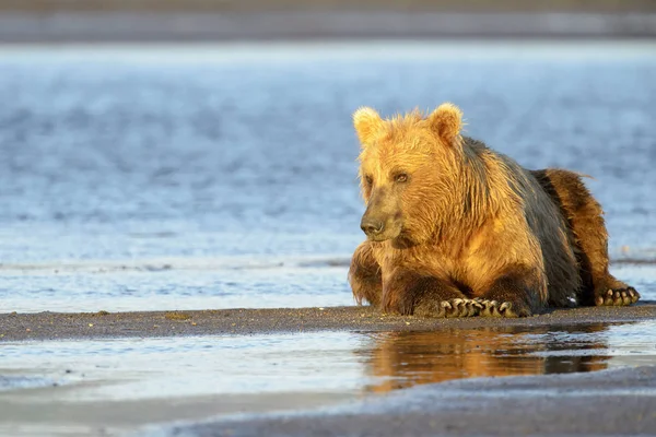 Niedźwiedź Grizzly Ursus Arctos Przerażbilis Leżący Plaży Przybrzeżnej Park Narodowy — Zdjęcie stockowe
