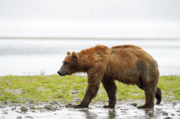 Niedźwiedź Grizzly Ursus Arctos Przerażbilis Spacery Wzdłuż Linii Brzegowej Katmai — Zdjęcie stockowe