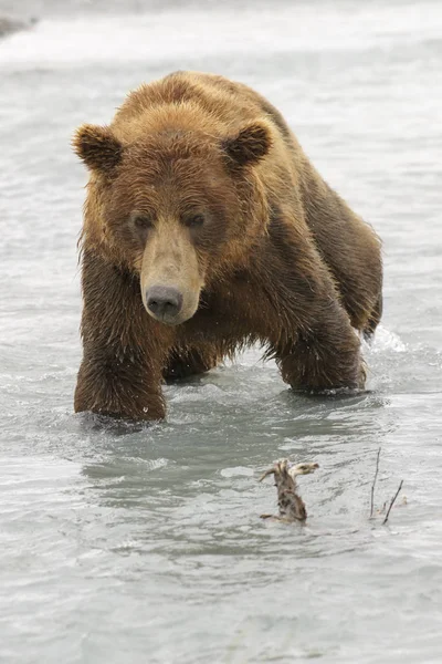 Grizzly Bear Ursus Arctos Verschrikkelijk Bilis Vissen Zalm Rivier Katmai — Stockfoto