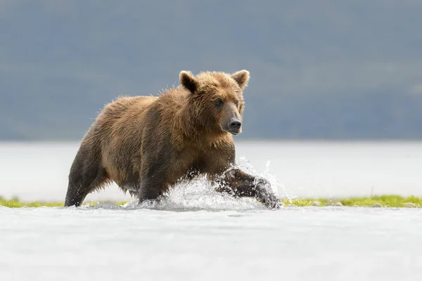 Grizzlybjörn Ursus Arctos Horribilis Jakt Fisk Längs Strandlinjen Katmai Nationalpark — Stockfoto