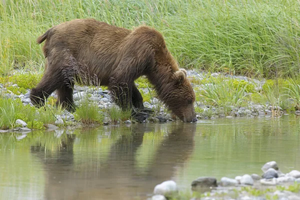 Ursus Arctos Horribilis 在河里喝与反射 卡特迈国家公园 — 图库照片