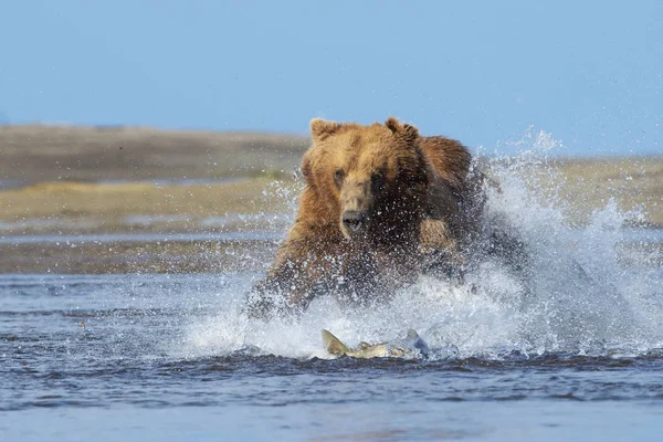 Grizzly Bear Ursus Arctos Horribilis Dalış Kıyı Boyunca Somon Balıkçılık — Stok fotoğraf