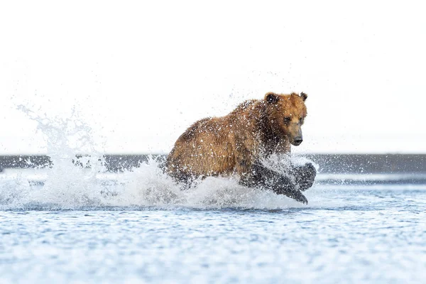 Orso Grizzly Ursus Arctos Horribilis Pesca Del Salmone Lungo Costa — Foto Stock