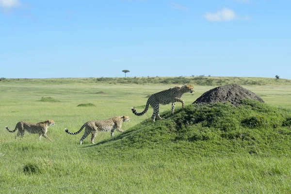 Drei Geparden Acinonix Jubatus Zusammen Auf Einem Hügel Savanne Masai — Stockfoto