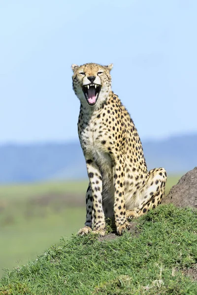 Cheetah Acinonix Jubatus Hegyen Szavanna Yawning Masai Mara Kenya — Stock Fotó