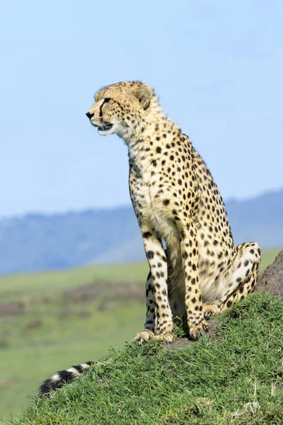 Cheetah Acinonix Jubatus Sentado Colina Savanna Masai Mara Kenia —  Fotos de Stock