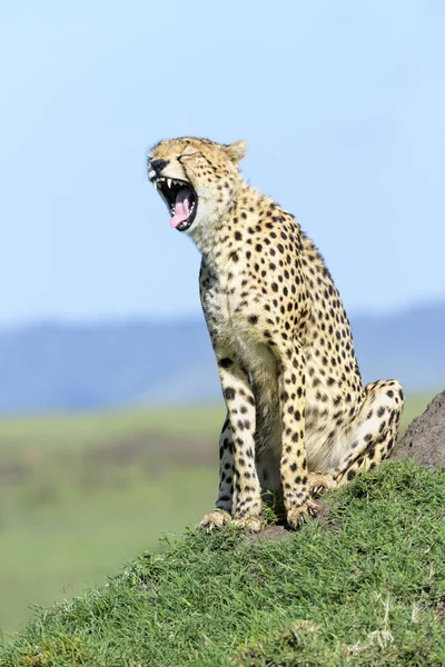 Cheetah Acinonix Jutarus Siedzi Wzgórzu Sawanny Ziewanie Masai Mara Kenia — Zdjęcie stockowe