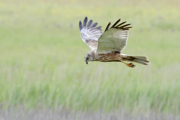 Marsh Harrier Circus Aeruginosus Hunting Cropfield Texel Netherlands — Stock Photo, Image