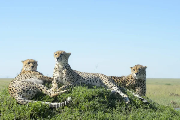 Három Gepárd Acinonix Jubatus Hegyen Szavanna Közelről Maasai Mara National — Stock Fotó