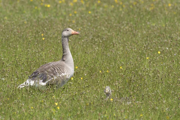 Grauwe Gans Anser Anser Staande Tussen Bloemen Met Chick Liggend — Stockfoto