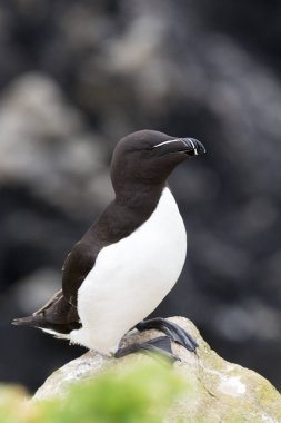 Razorbill (edilmiştir torda) Yetişkin, kıyı cliff, büyük Saltee, Saltee Adası, İrlanda kayada duran.