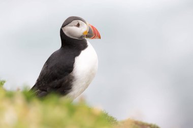 Atlantik martısı (Fratercula arktika) sığ alan derinliğine sahip çimlerde, Büyük Saltee, Saltee Adası, İrlanda.