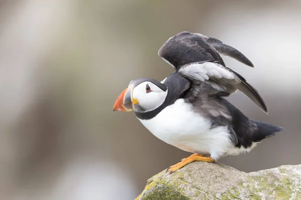 Atlantic Puffin Fratercula Arctica Standing Rock Coastal Cliff Flapping Wings — Stock Photo, Image
