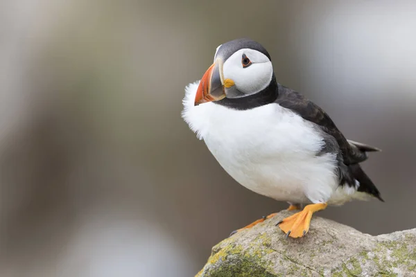 Atlantic Puffin Fratercula Arctica Adulto Piedi Roccia Scogliera Costiera Great — Foto Stock