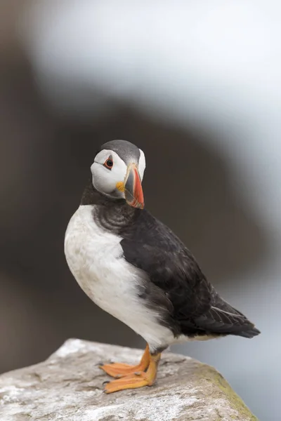 Macareux Moine Fratercula Arctica Adulte Debout Sur Rocher Une Falaise — Photo