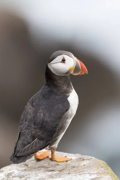 Atlantic Puffin Fratercula Arctica Stojący Skale Nadmorskiego Urwiska Great Saltee — Zdjęcie stockowe