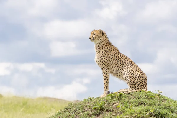 Guépard Acinonix Jubatus Assis Sur Une Colline Termites Surplombant Savane — Photo