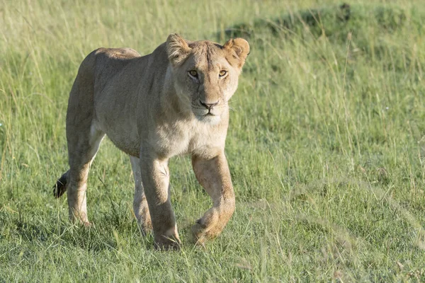 Leoa Panthera Leo Caminhando Savana Com Luz Fundo Masai Mara — Fotografia de Stock