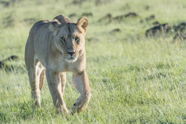 Dişi Aslan Panthera Leo Savannah Arka Planda Masai Mara Kenya — Stok fotoğraf