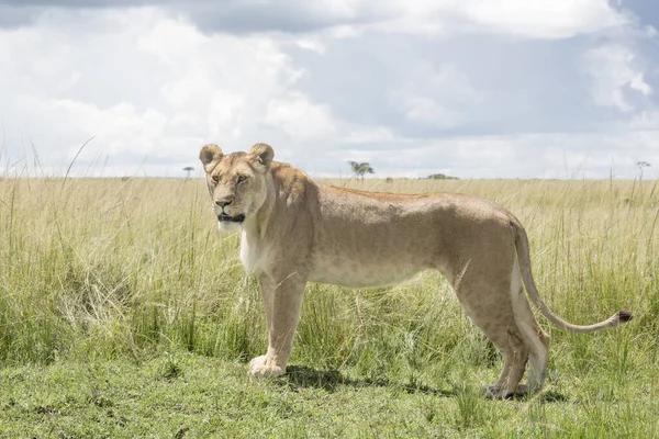 Aslan Panthera Leo Ayakta Savannah Masai Mara Kenya — Stok fotoğraf