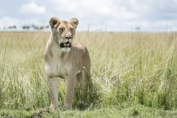 Lvice Panthera Leo Stojící Savannah Masai Mara Keňa — Stock fotografie