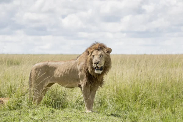 Mannelijke Leeuw Panthera Leo Staande Savannah Masai Mara Kenia — Stockfoto