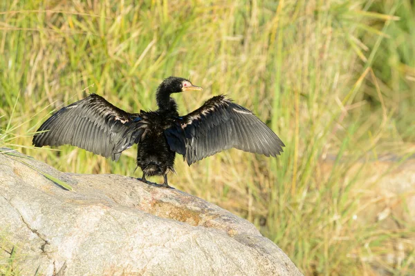 Reed Long Taile Cormorant Phalacrocorax Africanus Drying Wings Kruger National — Stock Photo, Image