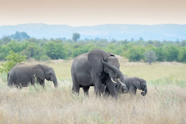Troupeau Éléphants Afrique Loxodonta Africana Marchant Sur Savane Sentant Envoi — Photo