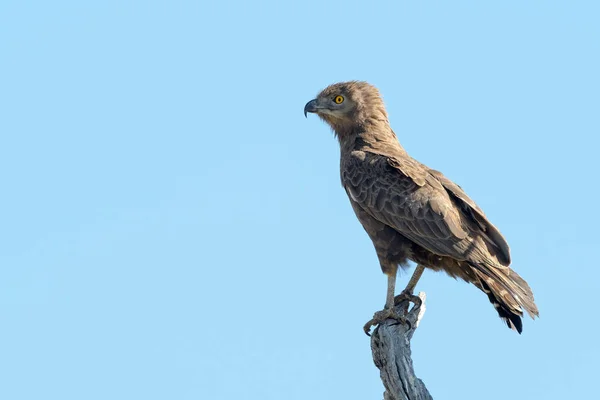 Águila Serpiente Marrón Circaetus Cinereus Encaramada Copa Árbol Con Cielo —  Fotos de Stock