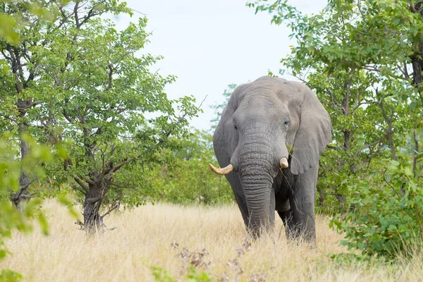 Afrikanischer Elefant Loxodonta Africana Busch Kruger Nationalpark Südafrika — Stockfoto