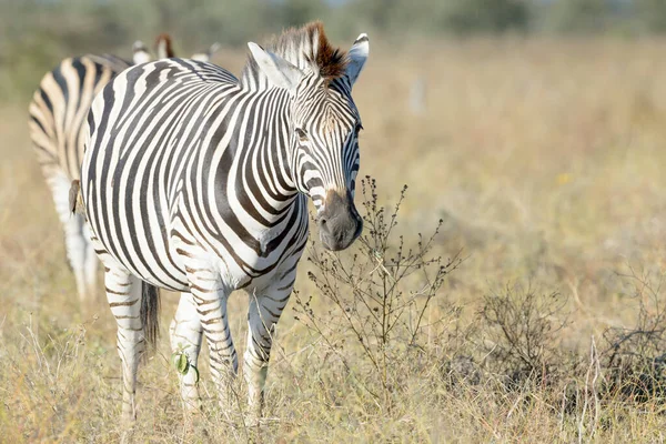 Zebra Lub Zwykła Zebra Burchella Equus Quagga Spacerująca Sawannie Patrząca — Zdjęcie stockowe