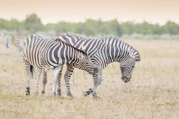 Burchell's zebra or Plains zebra (Equus quagga), quarreling together on savanna, Kruger National Park, South Africa