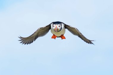 Atlantik martı (Fratercula arktika) mavi gökyüzüne karşı uçuyor, Farne Adaları, Northumberland, İngiltere, İngiltere.