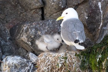 Siyah bacaklı yavru kedi yavrusu (Rissa tridactyla) yetişkindir, yuvaları uçurumun kenarındadır, Farne Adaları, Northumberland, İngiltere, İngiltere