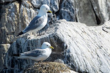 Siyah bacaklı kedi yavrusu (Rissa tridactyla) yetişkin çifti, uçurum kenarındaki yuvalarında, Farne Adaları, Northumberland, İngiltere, İngiltere