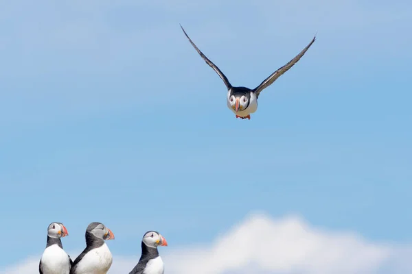 在英国诺森伯兰法恩岛殖民地上空飞行的大西洋海雀 Fratercula Arp Org — 图库照片