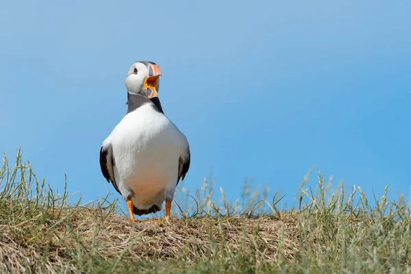 Puffin Atlantycki Fratercula Arctica Stojący Wrzeszczący Krawędzi Urwiska Wyspy Farne — Zdjęcie stockowe