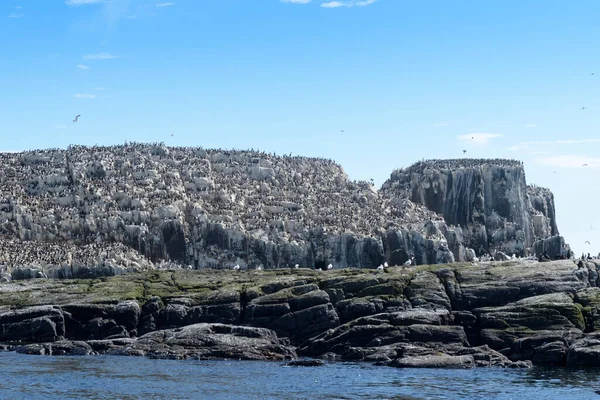 Gillemot Zwyczajny Uria Aalge Kolonia Hodowlana Klifie Wyspy Farne Northumberland — Zdjęcie stockowe
