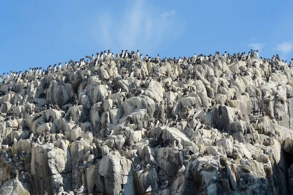一般的なギレモット ウリア時代 崖の上の繁殖コロニー ファーン諸島 ノーサンバーランド イングランド — ストック写真